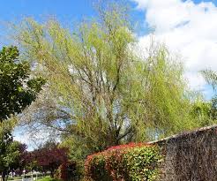 Attēlu rezultāti vaicājumam “Salix x doniana”