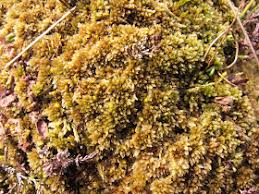 Attēlu rezultāti vaicājumam “Sphagnum fuscum”
