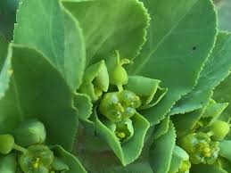 Attēlu rezultāti vaicājumam “Euphorbia helioscopia”