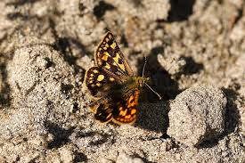 Attēlu rezultāti vaicājumam “Carterocephalus palaemon underside”