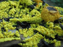 Attēlu rezultāti vaicājumam “Fuligo septica var. flava young”