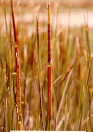 Attēlu rezultāti vaicājumam “Typhaceae”