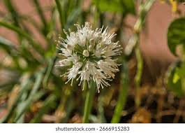 Image result for Allium tuberosum