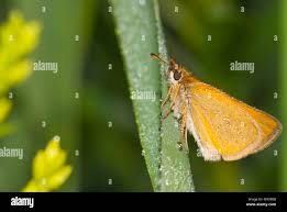 Attēlu rezultāti vaicājumam “Thymelicus lineola”