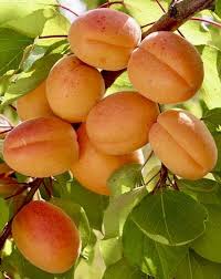 Attēlu rezultāti vaicājumam “Prunus armeniaca fruit”