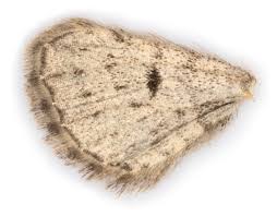 Attēlu rezultāti vaicājumam “Eupithecia exiguata”