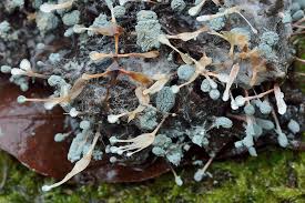 Attēlu rezultāti vaicājumam “Penicillium vulpinum”