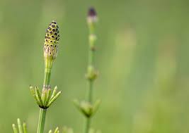 Attēlu rezultāti vaicājumam “Equisetum palustre”