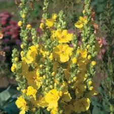 Image result for Verbascum phlomoides