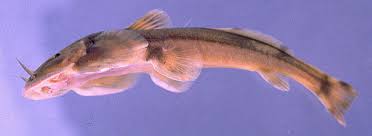 Image result for Eumegistus illustris