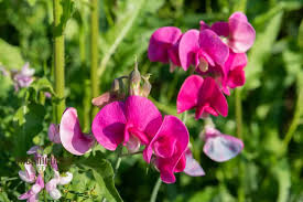 Image result for Lathyrus odoratus