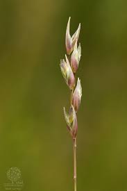 Attēlu rezultāti vaicājumam “Danthonia decumbens bud”
