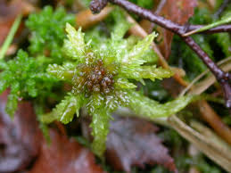 Attēlu rezultāti vaicājumam “Cladopodiella francisci macro”