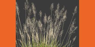 Attēlu rezultāti vaicājumam “Calamagrostis arundinacea”