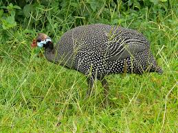 Attēlu rezultāti vaicājumam “Numida meleagris”