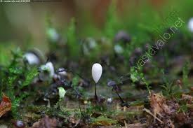 Attēlu rezultāti vaicājumam “Stemonitopsis sp.”