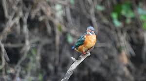 Attēlu rezultāti vaicājumam “Alcedo atthis adult”