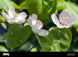 Attēlu rezultāti vaicājumam “Cydonia oblonga flower”