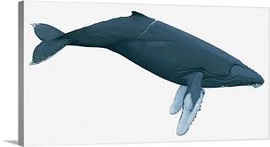 Image result for Megaptera novaeangliae