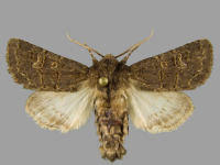 Attēlu rezultāti vaicājumam “Tholera cespitis”