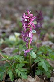 Attēlu rezultāti vaicājumam “Corydalis cava leaf”