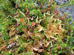 Attēlu rezultāti vaicājumam “Peltigera aphthosa”