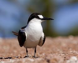 Image result for Onychoprion fuscatus