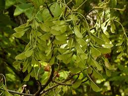 Attēlu rezultāti vaicājumam “Acer negundo fruit”