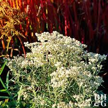 Attēlu rezultāti vaicājumam “Anaphalis margaritacea flower”
