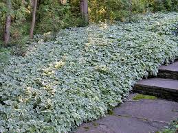 Attēlu rezultāti vaicājumam “Aegopodium podagraria”