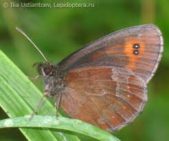 Attēlu rezultāti vaicājumam “Erebia aethiops upperside”