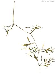 Attēlu rezultāti vaicājumam “Potamogeton gramineus”