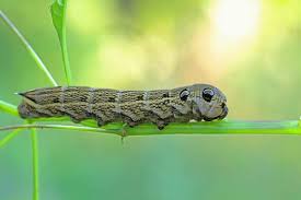 Attēlu rezultāti vaicājumam “Deilephila elpenor larva”