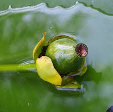 Attēlu rezultāti vaicājumam “Nuphar lutea fruit”