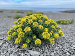 Attēlu rezultāti vaicājumam “Rhodiola rosea flower”
