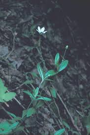 Attēlu rezultāti vaicājumam “Moehringia lateriflora flower”