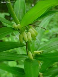 Attēlu rezultāti vaicājumam “Polygonatum verticillatum”