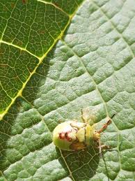 Attēlu rezultāti vaicājumam “Adomerus biguttatus”