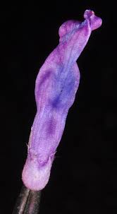 Attēlu rezultāti vaicājumam “Vicia cracca bud”