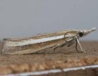 Attēlu rezultāti vaicājumam “Agriphila selasella”