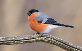 Attēlu rezultāti vaicājumam “Fringillidae”