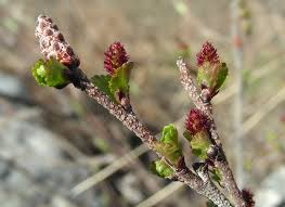 Attēlu rezultāti vaicājumam “Betula nana flower”