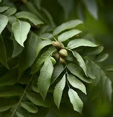 Attēlu rezultāti vaicājumam “Juglans mandshurica leaf”