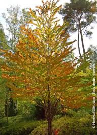 Attēlu rezultāti vaicājumam “Cercidiphyllum japonicum”