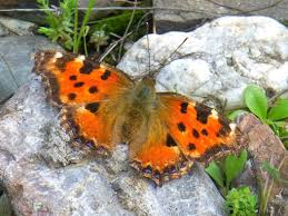 Attēlu rezultāti vaicājumam “Aglais urticae”