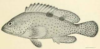 Image result for Epinephelus andersoni