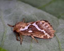 Attēlu rezultāti vaicājumam “Hepialus lupulinus”