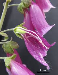 Attēlu rezultāti vaicājumam “Digitalis purpurea flower”