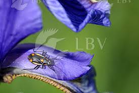 Attēlu rezultāti vaicājumam “Capsodes gothicus”