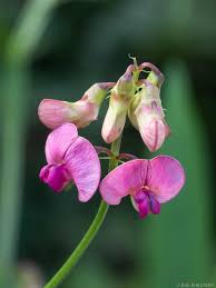 Attēlu rezultāti vaicājumam “Lathyrus sylvestris bud”
